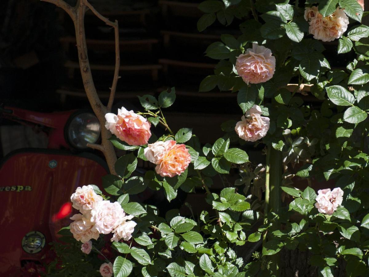 Il Glicine Bed & Breakfast San Dorligo della Valle Dış mekan fotoğraf