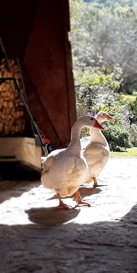Il Glicine Bed & Breakfast San Dorligo della Valle Dış mekan fotoğraf