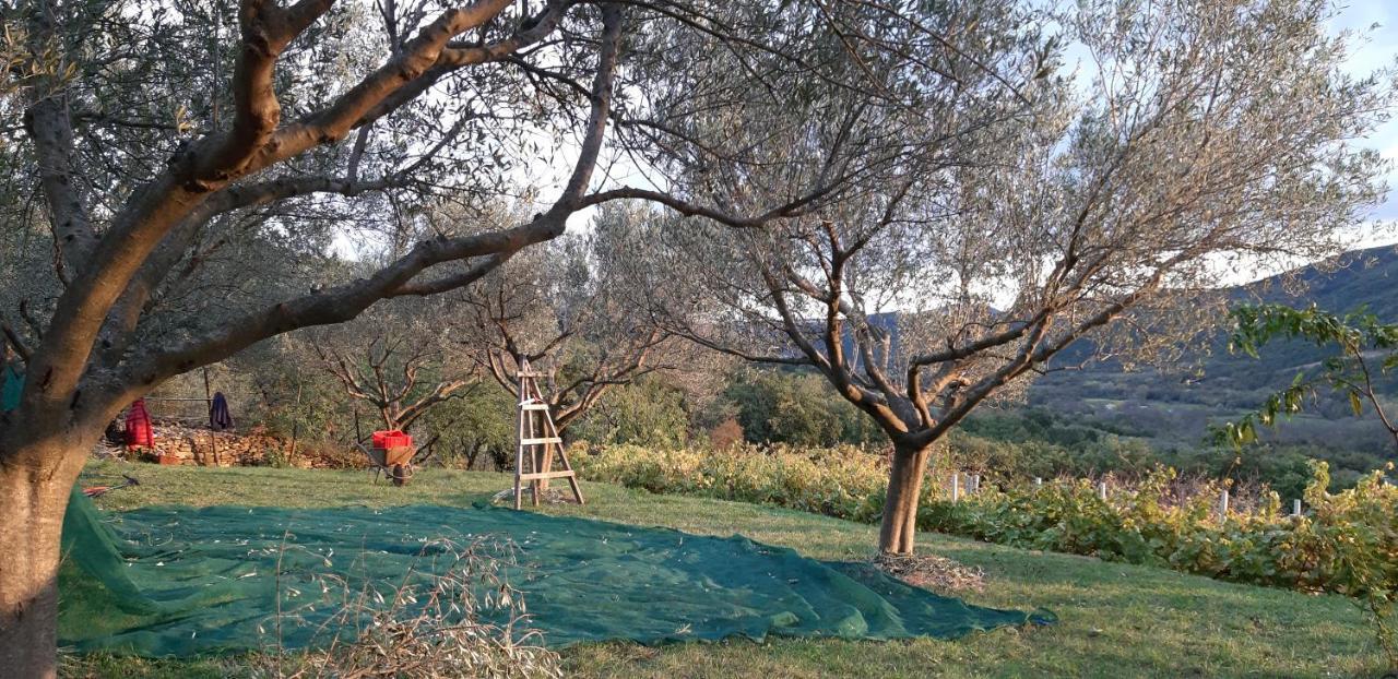 Il Glicine Bed & Breakfast San Dorligo della Valle Dış mekan fotoğraf